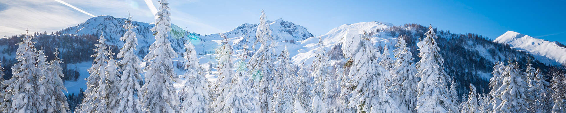 Fyrtræer med sne på toppen på en solrig dag i de Franske Alper