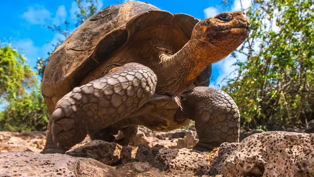 Naturfredningsforeningen Galápagos Conservancy – Celebrity Cruises
